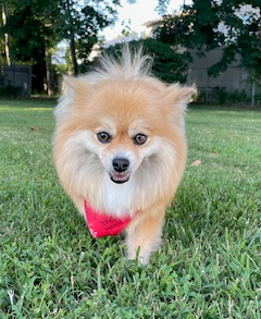 How My Rescue Puppy Rescued Me: Pets, Burnout, and the Unexpected Path to Mental Clarity