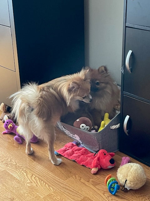 From One to Two: The Beautiful Chaos of Adding Willow to Our Family