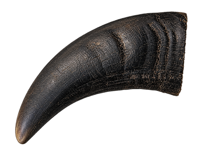 Water Buffalo Horn