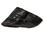 Cow Hooves